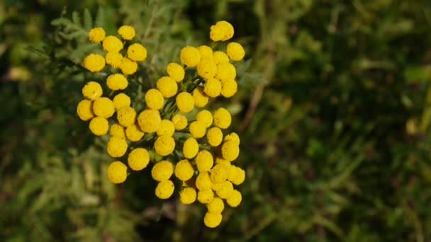 風 Hd 映像 - タンジー多年生草本の顕花植物のエゾヨモギギク オカダンゴムシ黄色の花低木の苦いゴールデン ボタン。静的なカメラ — ストック動画