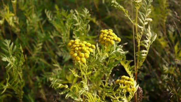 Πικρή χρυσά κουμπιά του Tanacetum vulgare κίτρινο λουλούδι θάμνος με τον άνεμο βίντεο Hd - Tansy ποώδες ανθοφόρο φυτό. Στατική κάμερα — Αρχείο Βίντεο