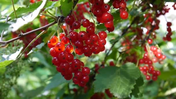 Röd Ribes rubrum bär på anläggningen närbild Hd filmen - röda vinbär lövfällande buske frukt naturliga grunt video statiska kameran — Stockvideo