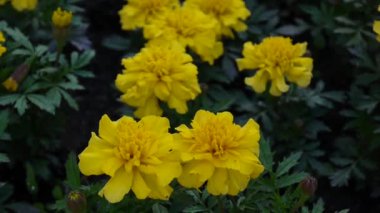 Kadife çiçeği Tagetes Marigoldis sarı çiçekler. HD ayak statik kamera video çekim.