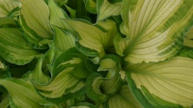 Bahçedeki rüzgarda sallayarak ANABİLGA bitkinin taze yeşil yaprakları. Video görüntüleri statik kamera çekim.