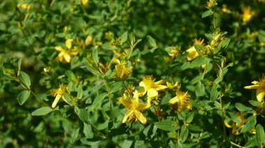 St Johns wort, tıbbi bitki çiçek alanında.
