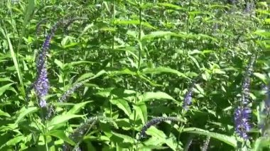 Veronica longifolia. Kır çiçeği alanında. Video görüntüleri hareketli kamera.