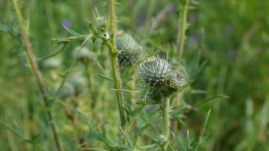 Thistle çiçek rüzgar tarafından taşındı. Tam Hd video statik kamera. Cirsium