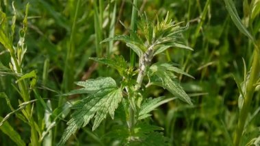 Leonurus cardiaca, motherwort, tıbbi bitki alanında. Atmak-otu, aslanlar kulak, aslan kuyruğu. Video Hd statik kamera çekim.