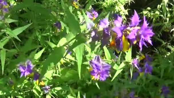 野生の花の木の牛。夏の草原で Melampyrum nemorosum — ストック動画