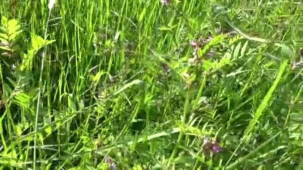 Vetch flowers in the field. Motion camera, panorama with steadicam. — Stock Video