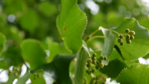 Hojas de tilo y flores con viento soplando de cerca. Tilia . — Vídeos de Stock