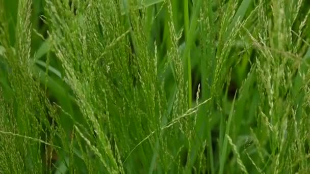 Hierba de prado común en un campo Poa pratensis. Panículas cónicas La planta también se llama pasto azul de Kentucky. Cámara estática — Vídeo de stock