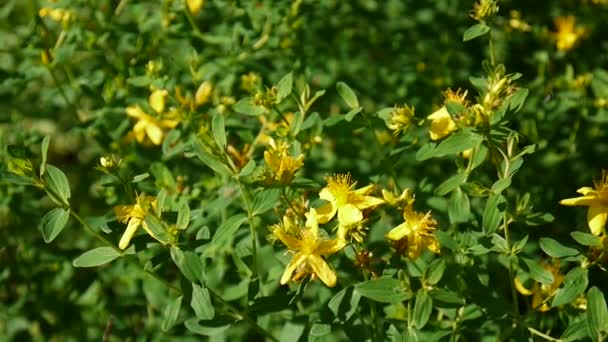 St. Johns wort, medicinale plant met bloem in het veld. — Stockvideo