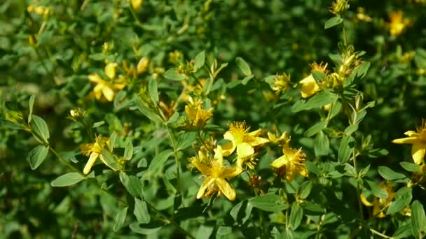 Hierba de San Juan, planta medicinal con flor en el campo . — Vídeos de Stock