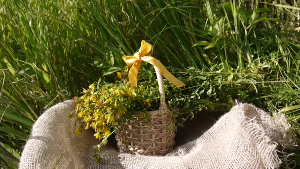 Cesta con la hierba recogida hierba de San Juan en el campo en la arpillera. Cosecha de plantas medicinales en verano. Cámara estática . — Vídeos de Stock