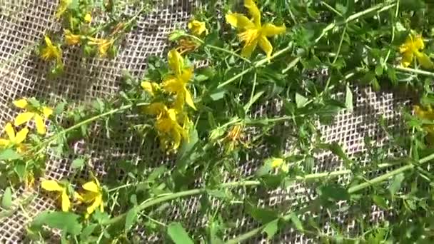 Millepertuis ramassé dans le champ sur la toile de jute. Récolte de plantes médicinales en été. Caméra de mouvement panoramique avec steadicam . — Video