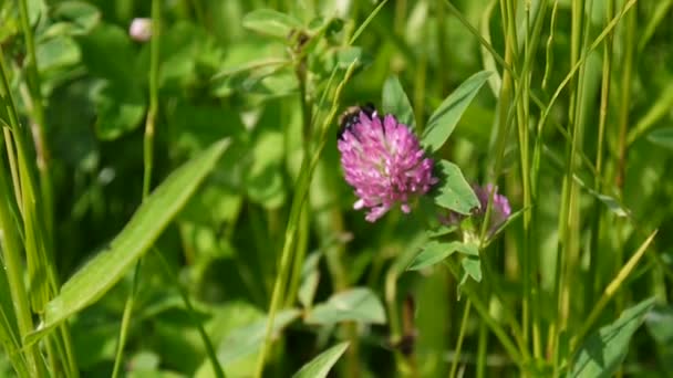 Kleeblätter blühen im Sommer auf einem Feld. Trifolium medium. — Stockvideo