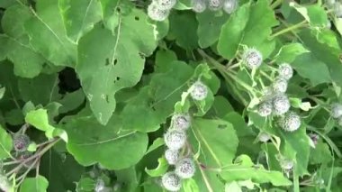 Çiçek açan dulavratotu yaz alanında. Arctium. HD video.