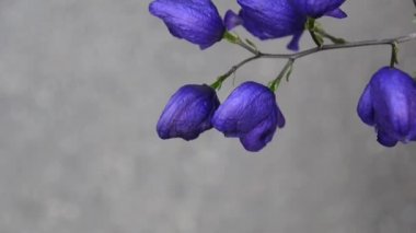 Aconitum. Mavi beatuful Çiçek bahçesinde