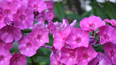 Güzel pembe phlox önümüzdeki portre. HD video statric kamera