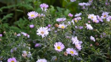 Aster çok yıllık. Flowerbed mor çiçek.