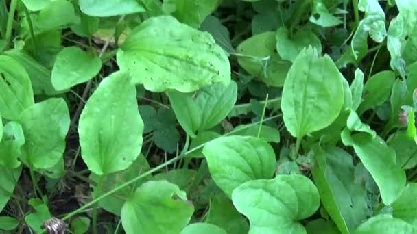 Plantago μεγάλες πράσινες άγριο φυτό, plantain, φαρμακευτικό φυτό. Σκοποβολή με steadicam βιντεοσκοπημένων εικονών HD. Αργή κίνηση Πανόραμα ζωντανή φύλλα κοντά επάνω. — Αρχείο Βίντεο