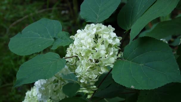 Hydrangea flowers in the garden in spring — Stock Video