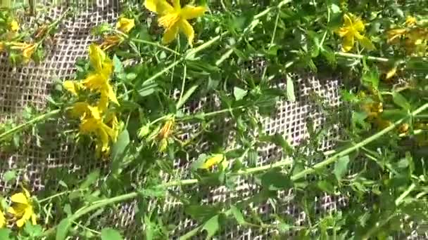 St Johns wort gräs samlas in i fältet på säckväv. Skörd av medicinalväxter på sommaren. Panorama motion kamera med steadicam. — Stockvideo