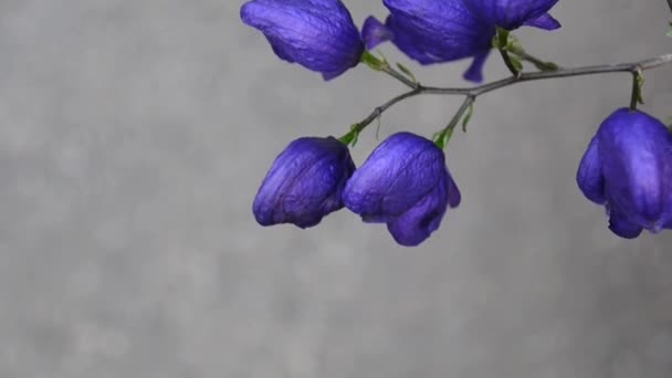 Aconitum. Синий цветок в саду — стоковое видео