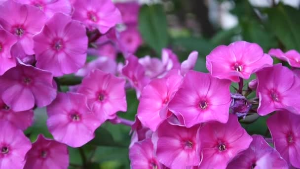 Bonito primer plano de inflorescencia de flox rosa. Vídeo de alta definición cámara estatal — Vídeos de Stock