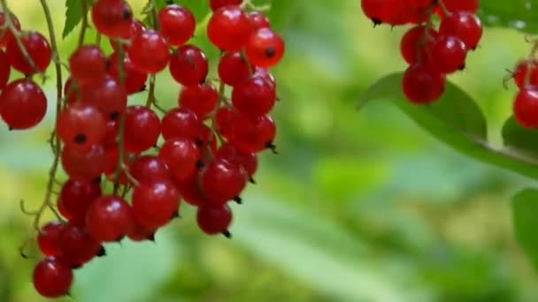 Rode Ribes rubrum bessen op de plant close-up Hd beelden - de aalbes bladverliezende struik fruit natuurlijke ondiepe statische videocamera — Stockvideo