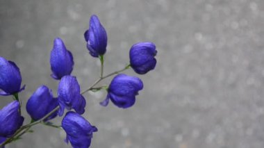 Aconitum. Mavi beatuful Çiçek bahçesinde