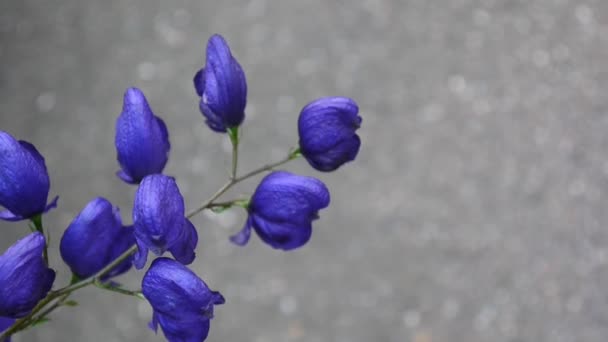 Aconitum. Modré beatuful květiny v zahradě — Stock video