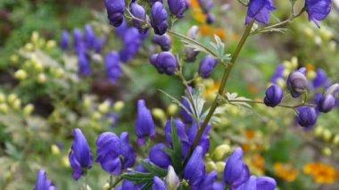 Aconitum. Mavi beatuful Çiçek bahçesinde