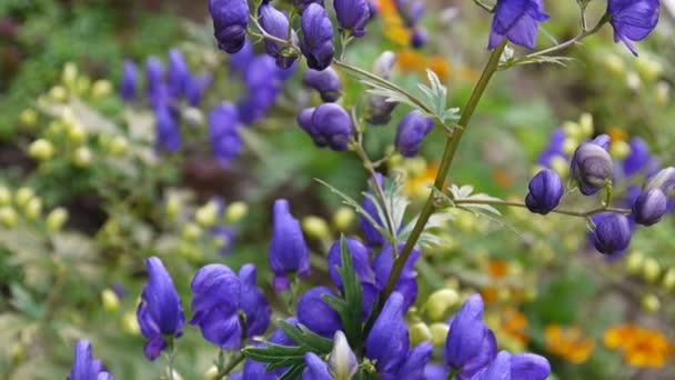 Aconitum. Modré beatuful květiny v zahradě — Stock video