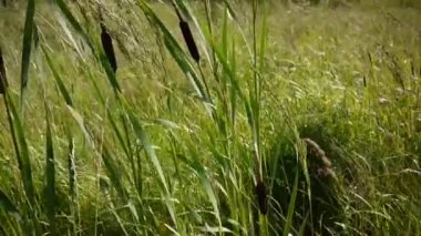 Typha latifolia, ortak Bulrush, geniş yapraklı kuyrugu Hd video görüntüleri