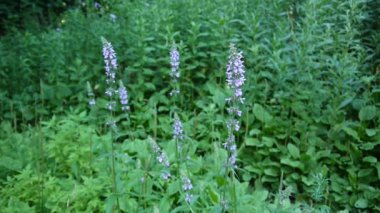 Güzel kokulu orkide, vahşi orkide, Gymnadenia conopsea, Europe.