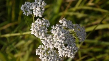Civanperçemi çiçek kapatın. Achillea millefolium. Tıbbi bitki, tıp bitki alanında.