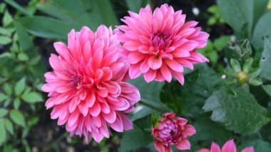 Bahçedeki flowerbed üzerinde pembe dahlia.