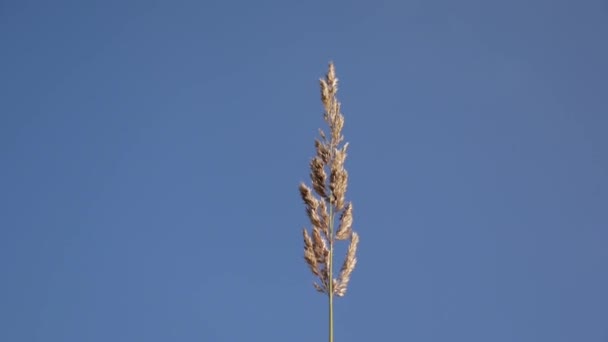 Blossoming Calamagrostis epigeios on the blue sky background — Stock Video