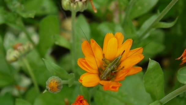 Saltamontes en la flor de la caléndula. Tettigonia viridissima — Vídeo de stock