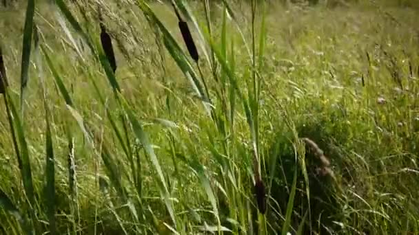 Imágenes de vídeo de hoja ancha Hd de totora Typha latifolia, espadaña común, — Vídeo de stock