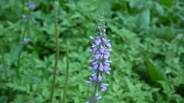 Voňavé orchidej, divoké orchideje, Gymnadenia conopsea, Evropa. — Stock video