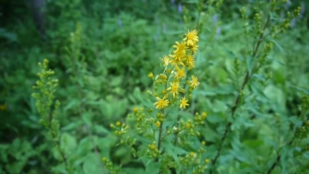 Solidago virgaurea, желтый цветок в поле — стоковое видео