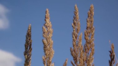 Mavi gökyüzü arka plan üzerinde çiçek açması Calamagrostis epigeios