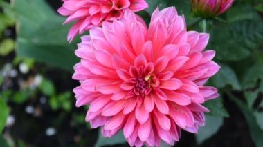Pembe dahlia Bahçe yakın çekim