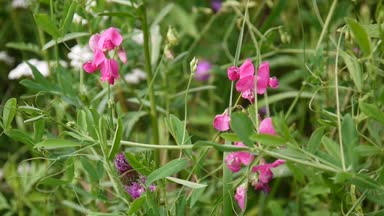 Tombul Tüberoz nodül Lathyrus tuberosus alanını parlayan