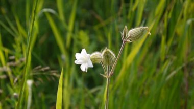 Beyaz kır çiçeği Silene latifolia yaz çayır