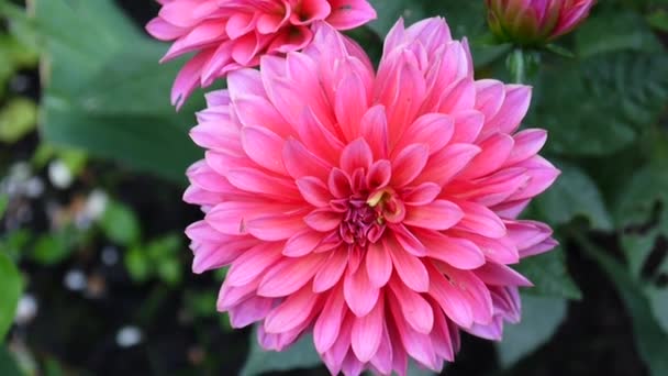 Pink dahlia in the garden close-up — Stock Video