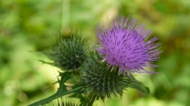 Cirsium vulgare makro yaz