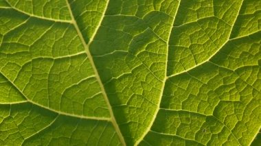 Dulavratotu yaprağı makro. Arctium. HD video.