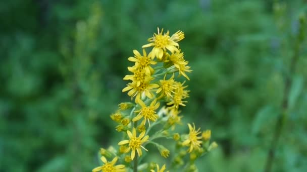 Solidago virgaurea, sarı çiçek alanında — Stok video