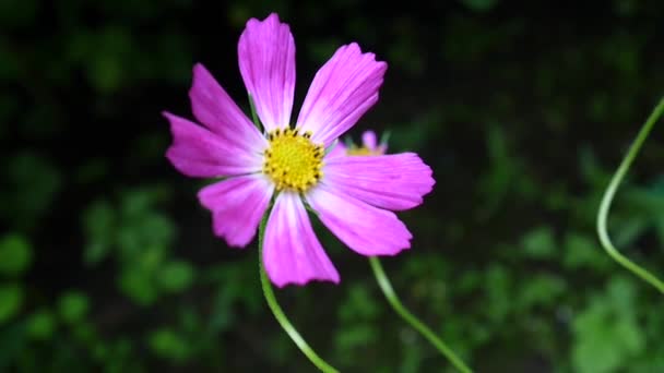 Hermosas flores cosmos en el macizo de flores. De cerca. — Vídeos de Stock